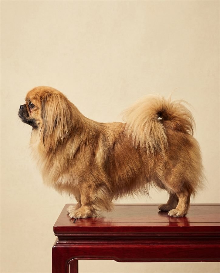 A golden Pekingese standing in profile on a dark red lacquered step, tail curled over its back