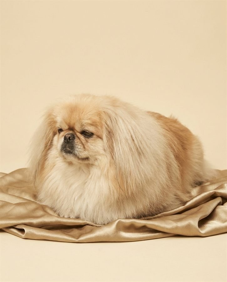 A cream Pekingese lying on folded gold silk, looking away with a bored expression